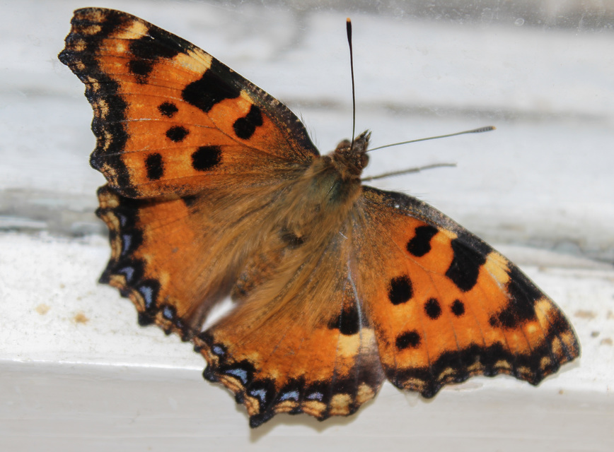 Nymphalis polychloros - nagy rókalepke