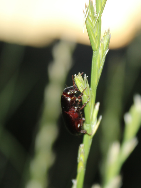Zabrus tenebrioides - gabonafutó