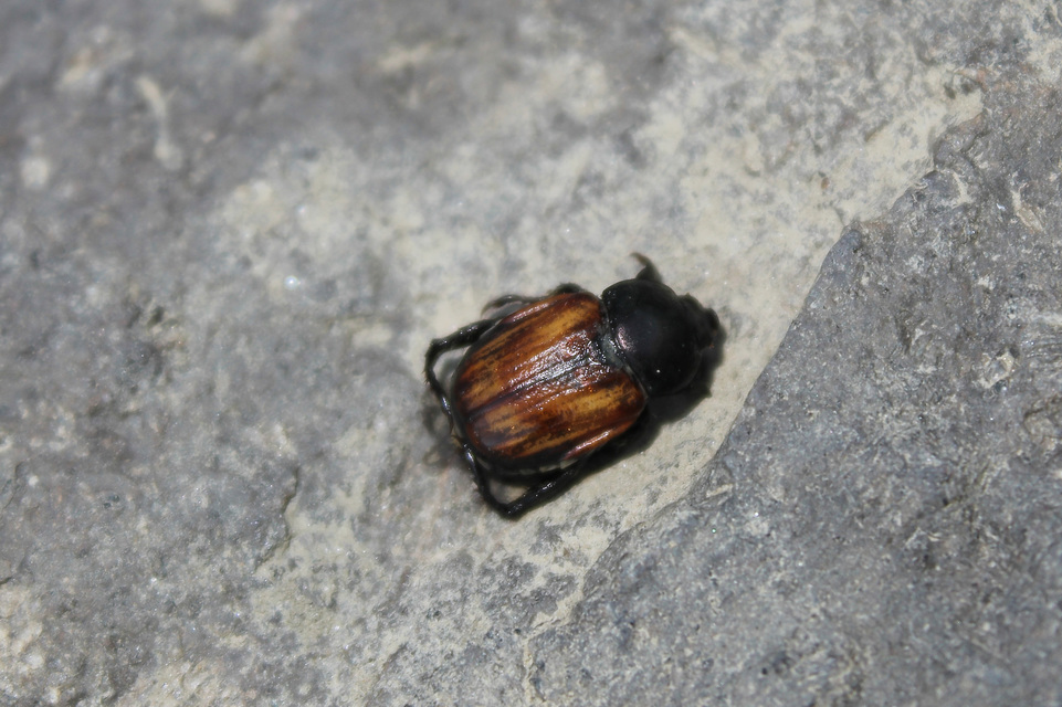 Anisoplia tempestiva - gabonaszipoly