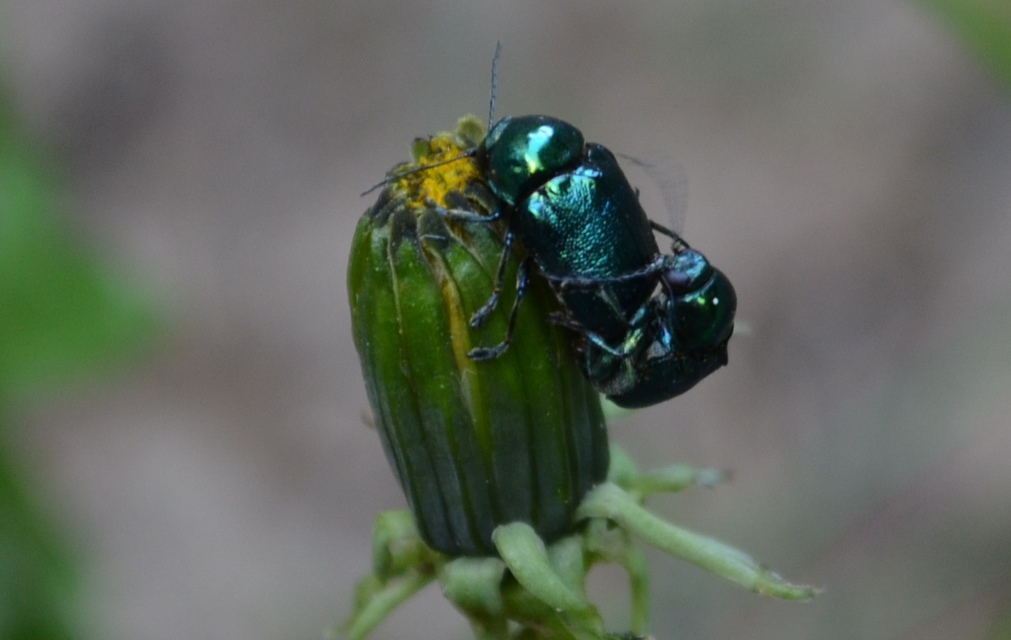 Cryptocephalus