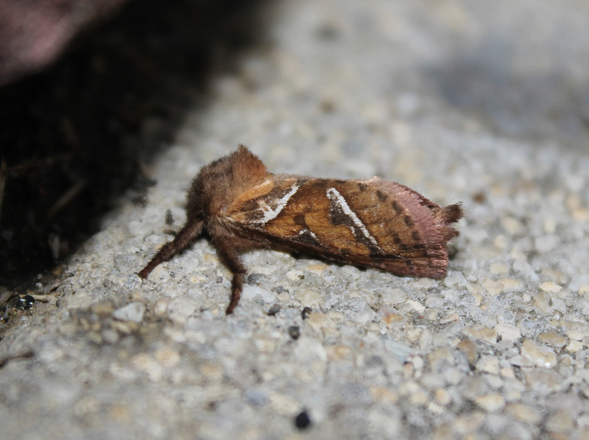 Triodia sylvina - kis gyökérrágólepke
