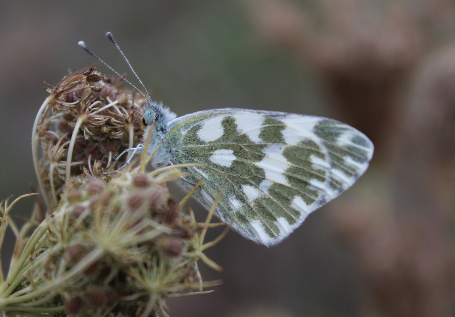 Pontia edusa - rezedalepke