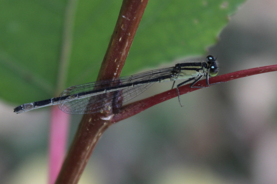 Ischnura elegans