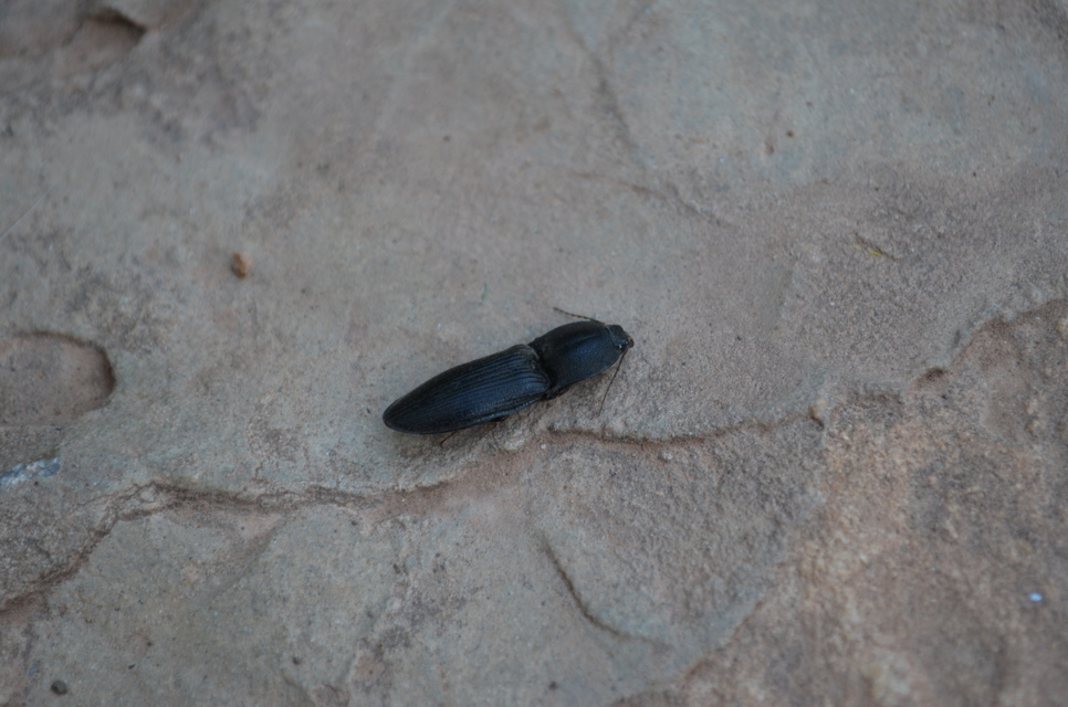 Neopristilophus insitivus - lapos pattanó
