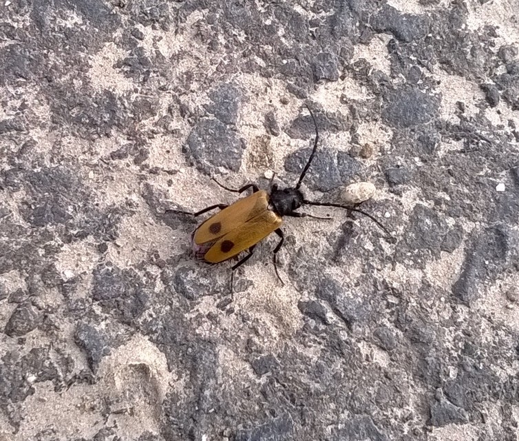 Apalus bimaculatus - kétfoltos élősdibogár