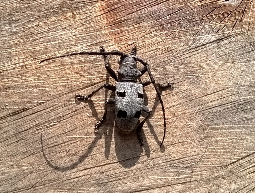 Morimus asper funereus - gyászcincér