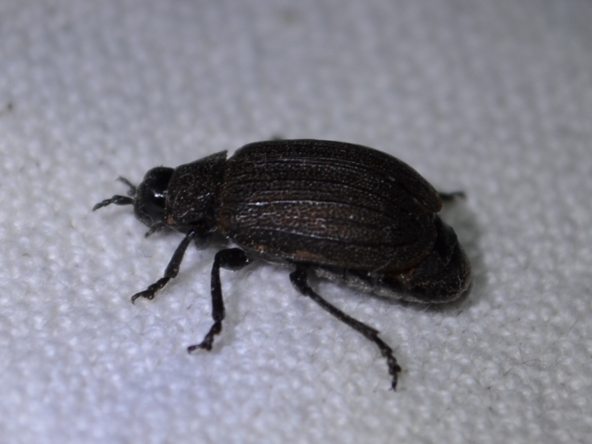 Galeruca pomonae - barna olajosbogár