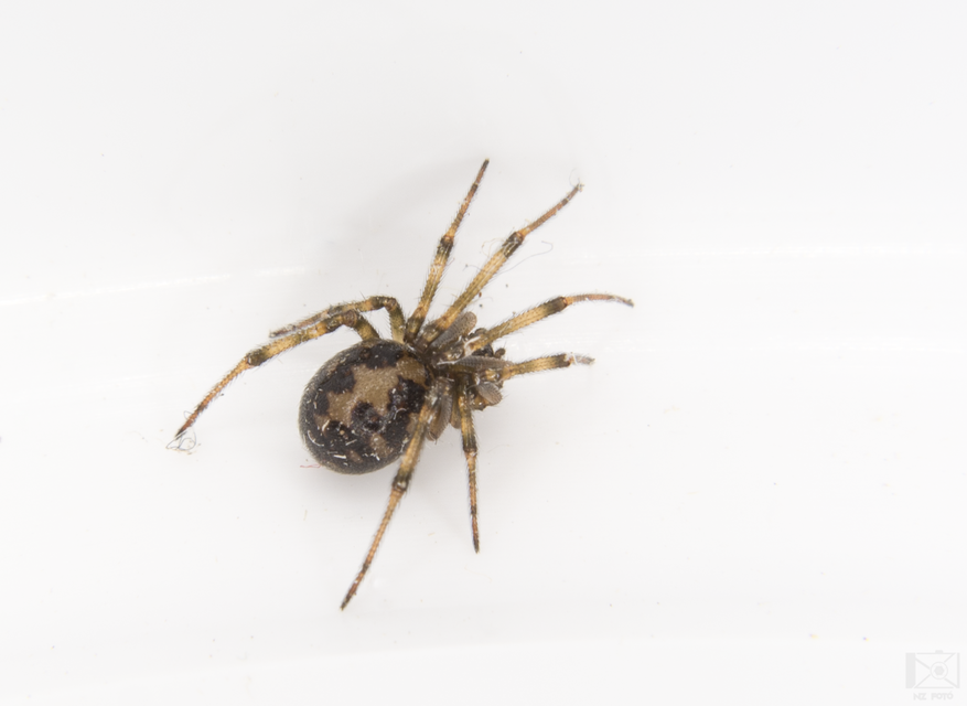 Steatoda triangulosa - háromszöges faggyúpók