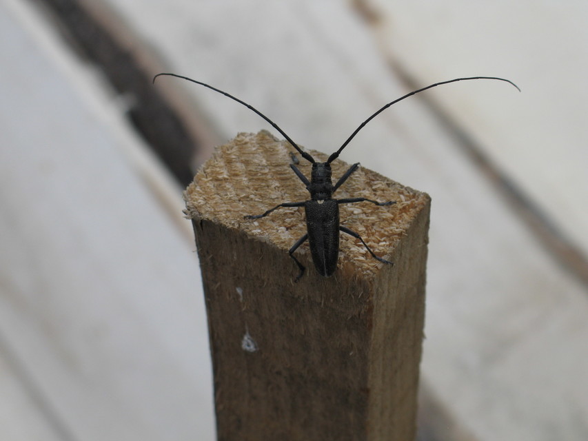 Monochamus sartor - nagy fenyvescincér
