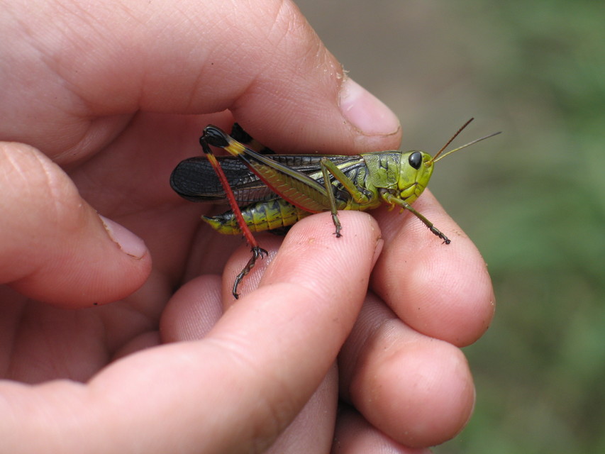 Arcyptera fusca - szép hegyisáska
