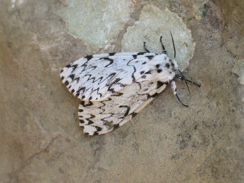 Lymantria monacha - apácalepke