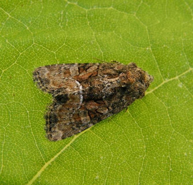 Oligia