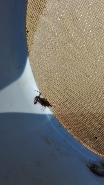 Ephemeroptera - Kérészek
