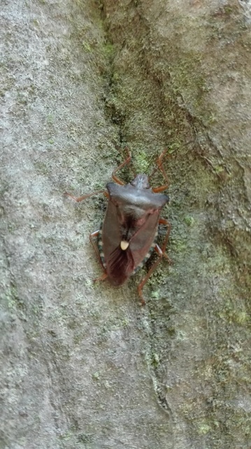 Pentatoma rufipes - vöröslábú címerespoloska Pentatoma rufipes - vöröslábú címerespoloska