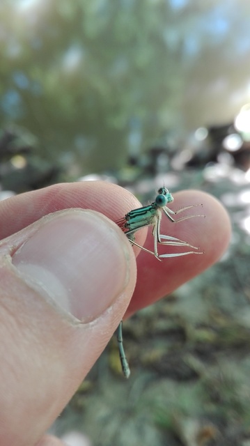 Platycnemis pennipes - széleslábú szitakötő