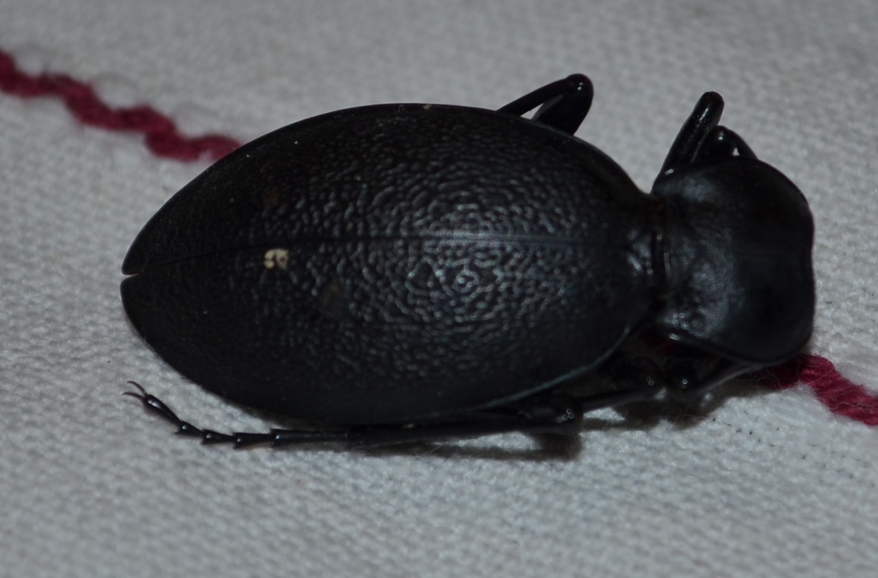 Carabus coriaceus - bőrfutrinka