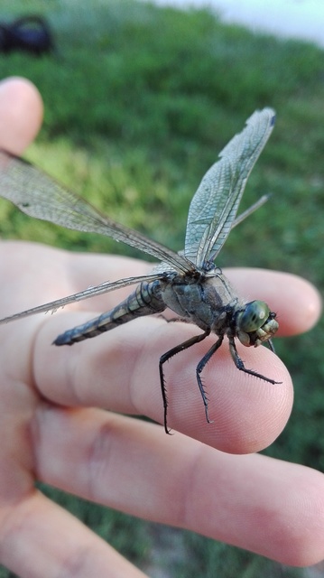 Orthetrum cancellatum - feketefarkú pásztorszitakötő