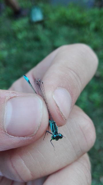 Ischnura elegans