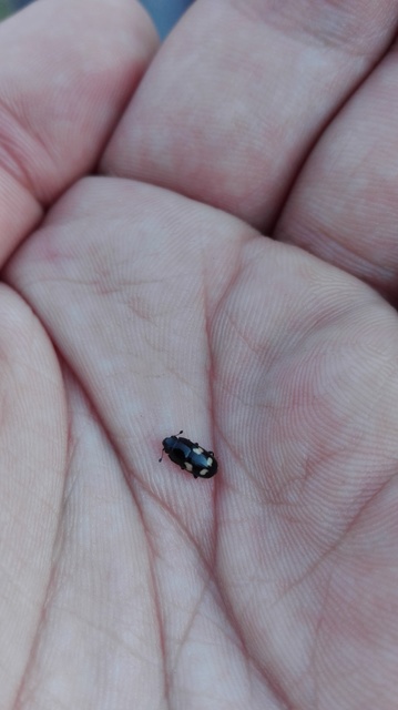 Glischrochilus quadrisignatus - amerikai fénybogár Glischrochilus quadrisignatus - amerikai fénybogár