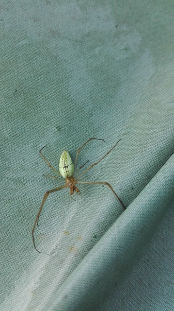 Tetragnatha