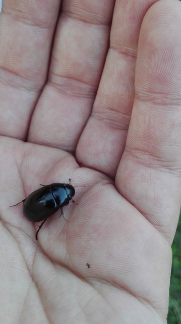 Hydrochara caraboides - kis csibor