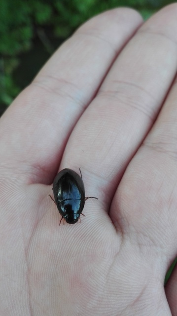 Hydrochara flavipes - sárgalábú csibor