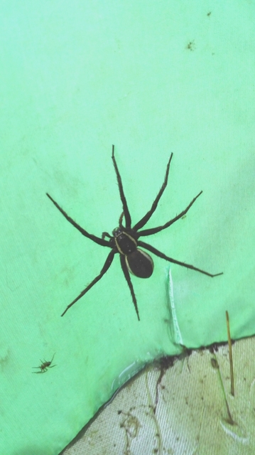 Dolomedes fimbriatus - szegélyes vidrapók