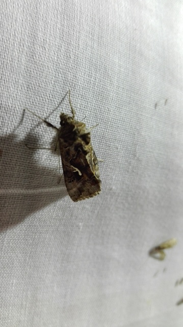 Autographa gamma - gammalepke