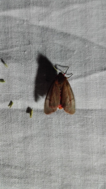 Phragmatobia fuliginosa - füstös medvelepke