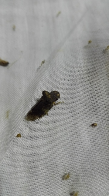 Ledra aurita - füleskabóca