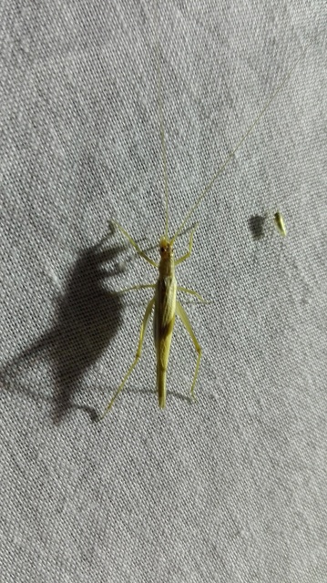 Oecanthus pellucens - pirregőtücsök