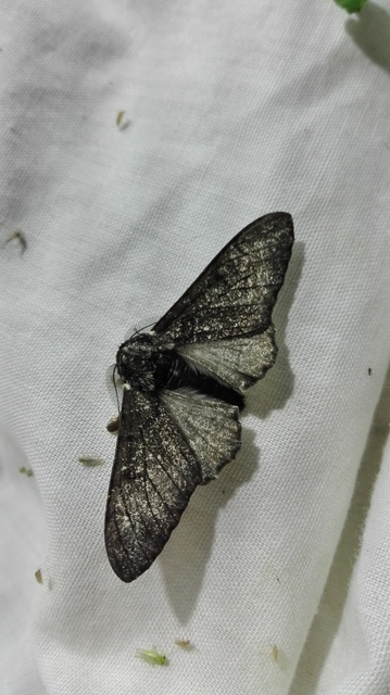 Biston betularia - szürkepettyes araszoló