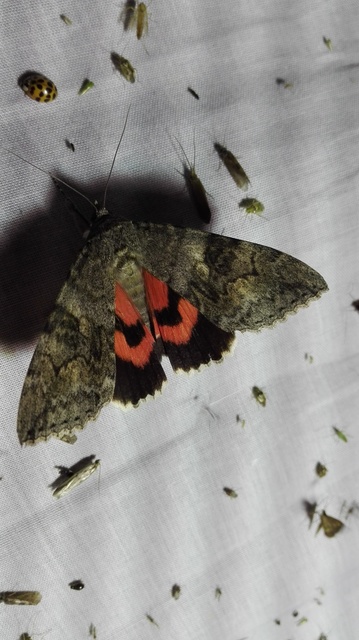 Catocala nupta - piros övesbagoly