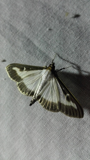 Cydalima perspectalis - puszpáng-tűzmoly