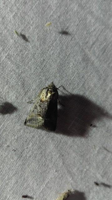 Abrostola agnorista - sziklalakó csalánbagoly