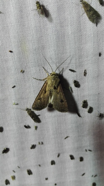 Agrotis exclamationis - felkiáltójeles földibagoly