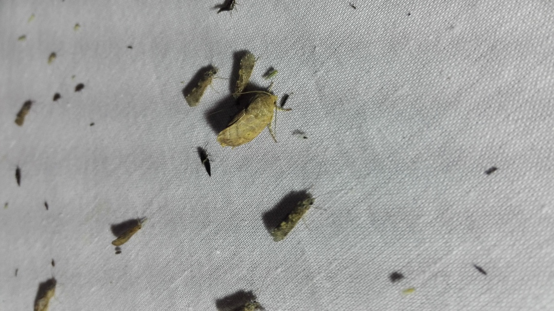 Cosmia trapezina - közönséges lombbagoly