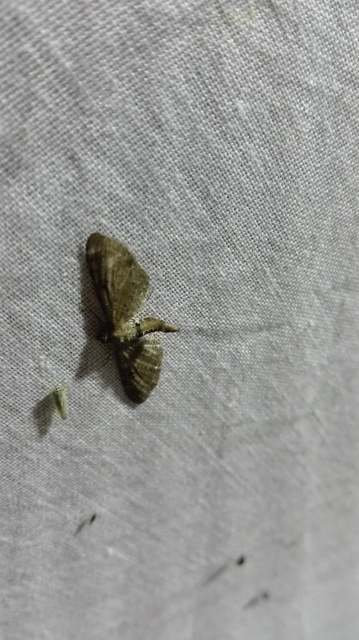 Eupithecia