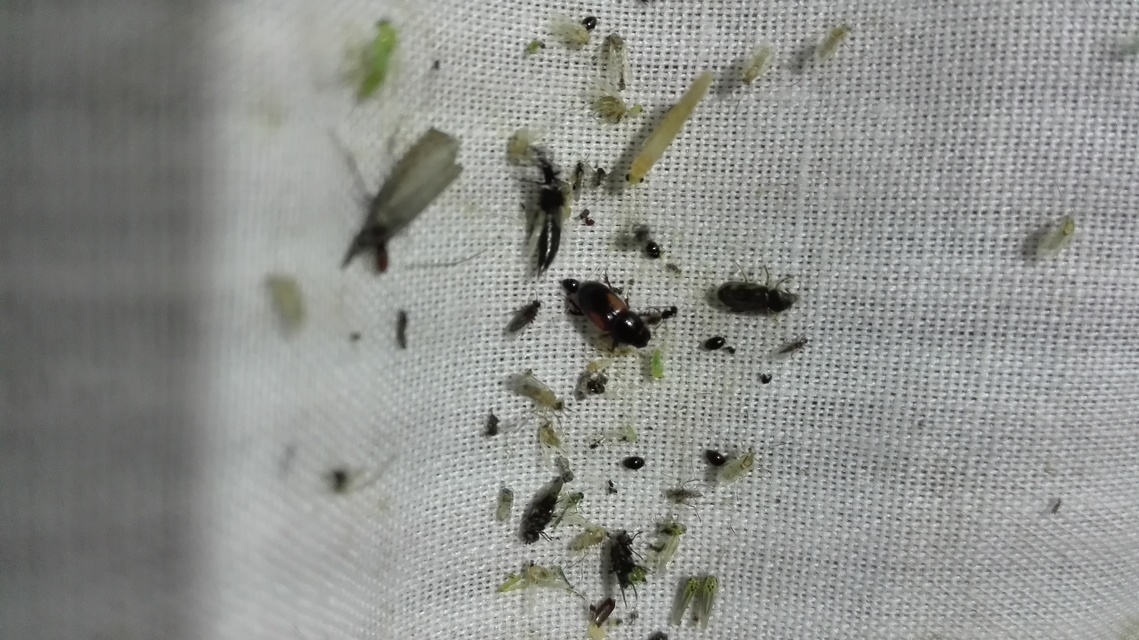 Aphodius varians - változékony trágyabogár