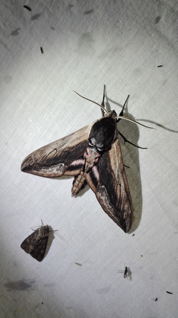 Sphinx ligustri - fagyalszender