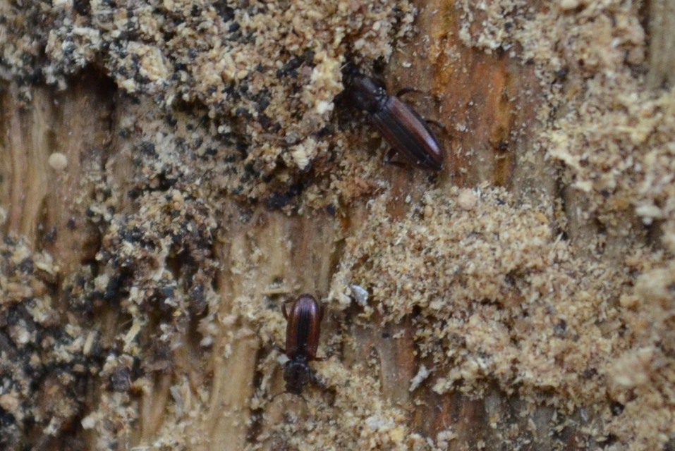 Bothrideres bipunctatus - szívnyakú humuszbogár