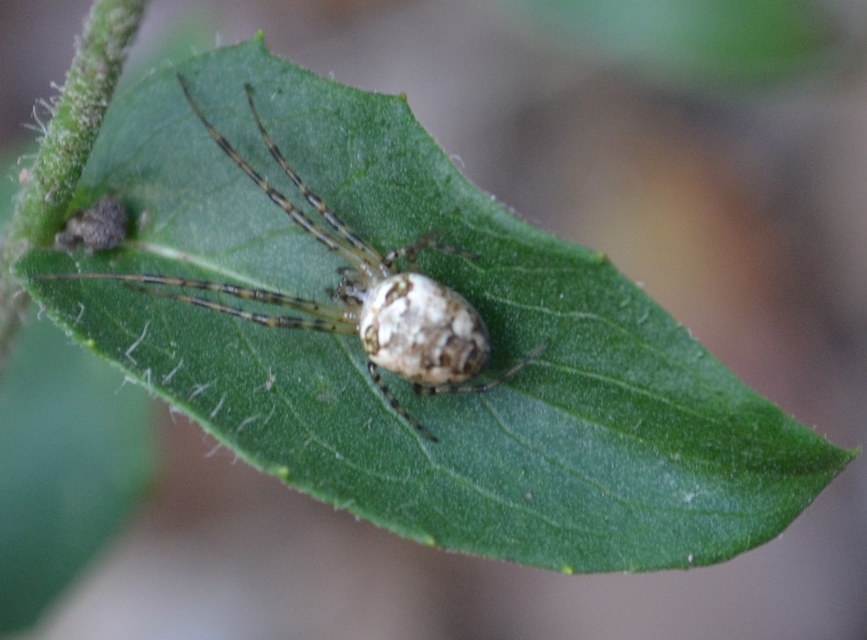 Metellina segmentata/mengei