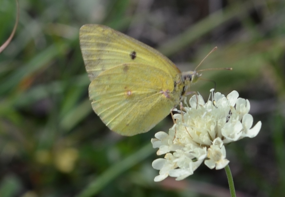 Colias hyale - kéneslepke