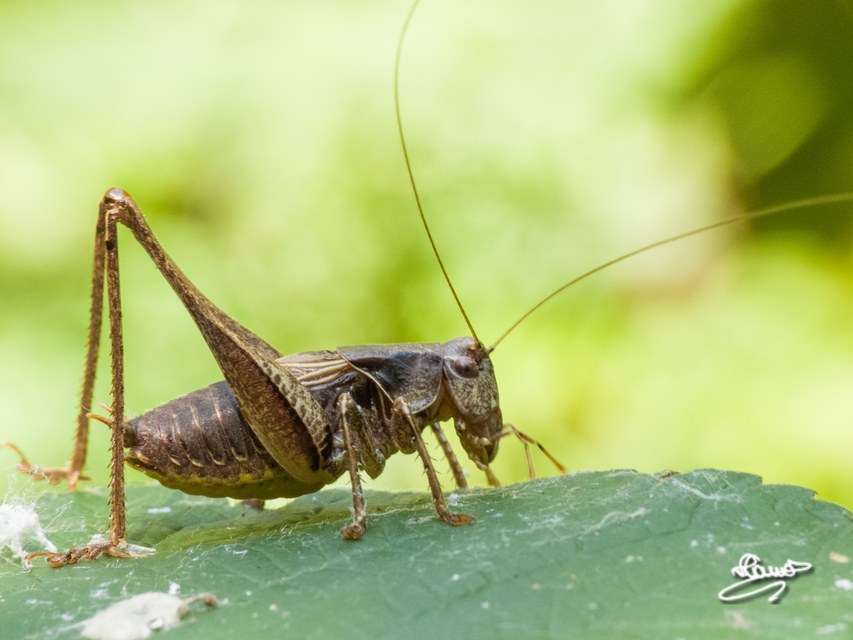 Pholidoptera griseoaptera - szürke avarszöcske