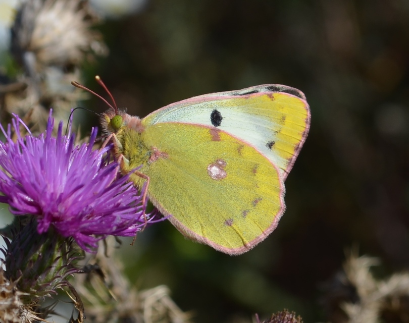Colias hyale - kéneslepke