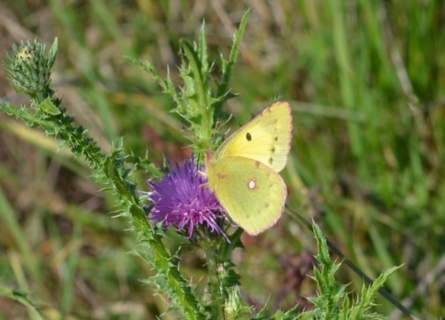 Colias erate - csángó-kéneslepke