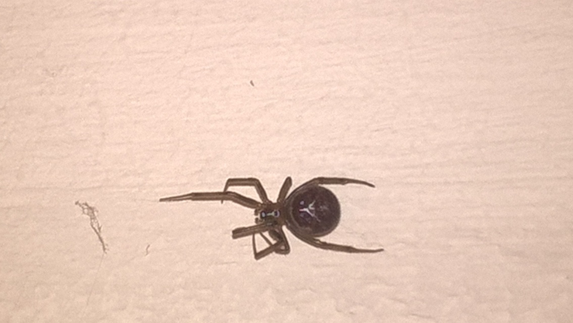 Steatoda grossa - nagy faggyúpók