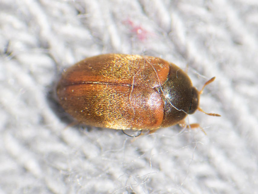 Attagenus smirnovi - afrikai szűcsbogár