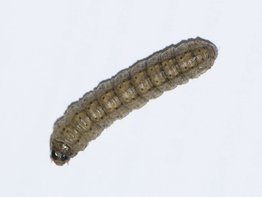 Agrotis