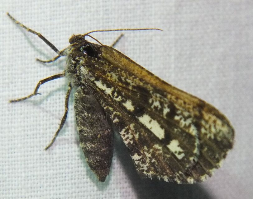 Bupalus piniaria - fenyőaraszoló